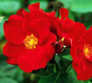 Altissimo Climbing rose