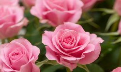 Hybrid Tea Rose