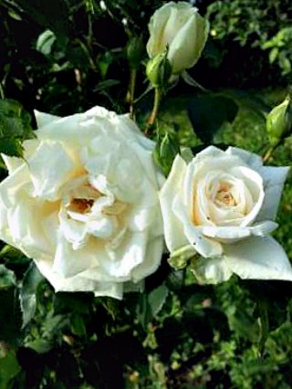 Ilse Krohn climbing rose