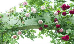 Climbing Rose