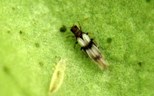 Thrips