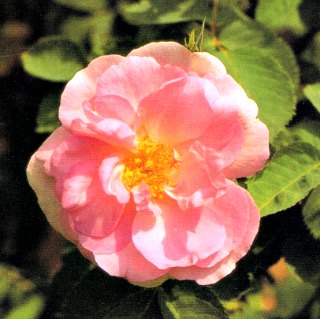Rose Celeste