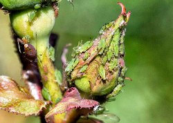 Aphids