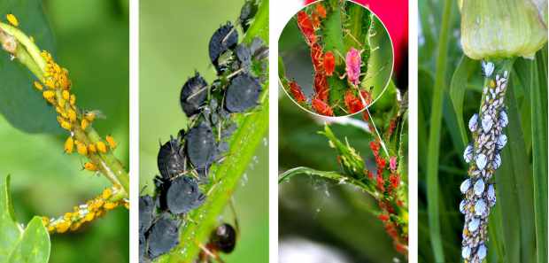 Colored Aphids