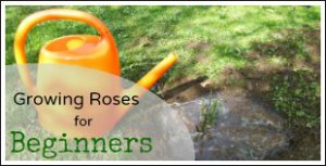 Growing Roses for Beginners