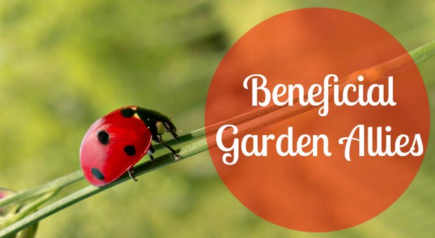 Beneficial garden allies