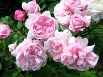 centifolia rose