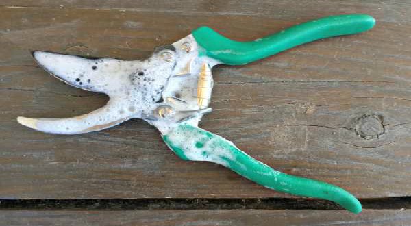 Cleaning pruning shears