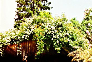 Climber on garden shed