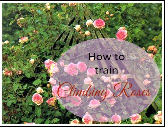 how to train climbing roses