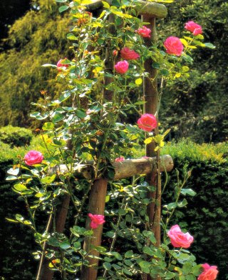 climbing rose on a tripod