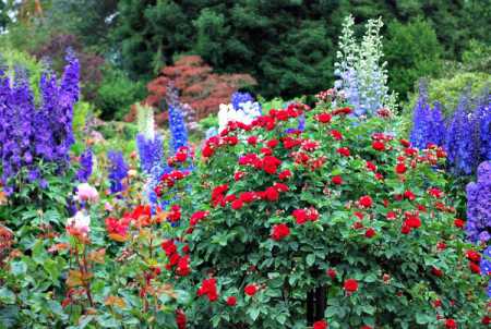 rose in flower garden