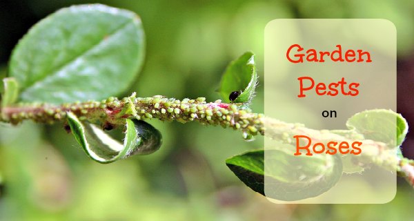 Garden Pests on roses