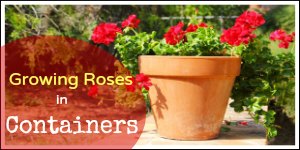 growing roses in containers