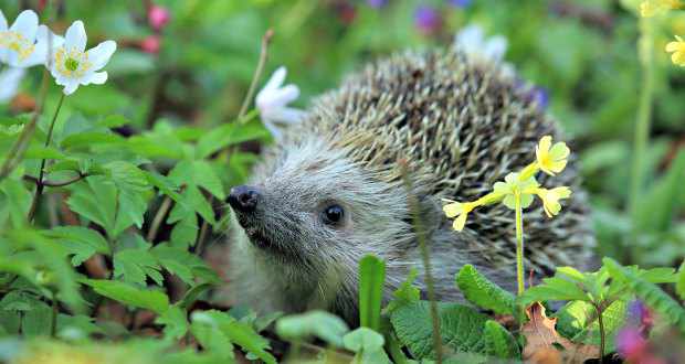 Hedgehog