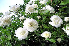 Floribunda