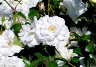 iceberg climbing rose