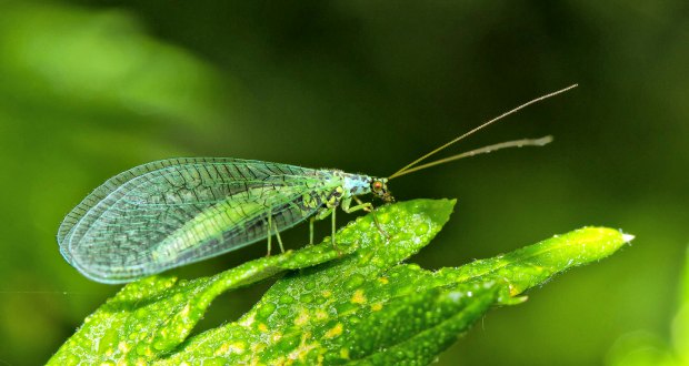 Lacewing