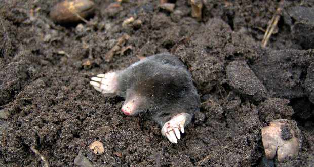 Mole