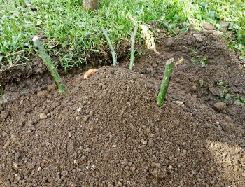 Mound soil