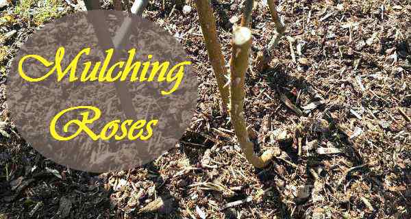 Mulching roses