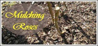 Mulching Roses