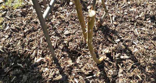 Mulching Roses