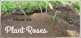 planting roses