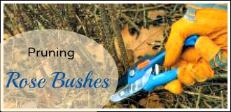 Pruning Rose Bushes