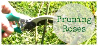 pruning roses