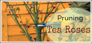 pruning tea roses