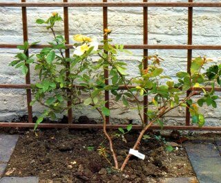 rose on a trellis