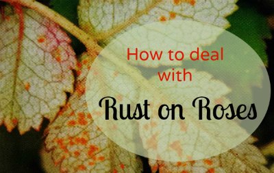 Rust On Roses | Roses Diseases