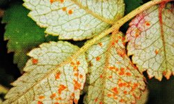 how to treat rust disease on roses