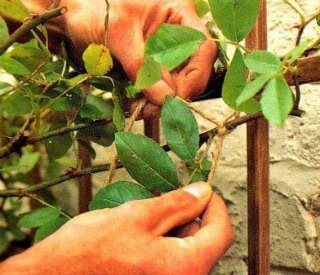 Tie roses to a trellis