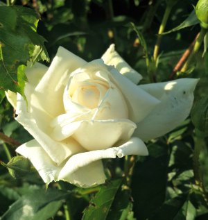 Meaning of different color roses - White rose