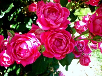 Double Pink Knockout Rose