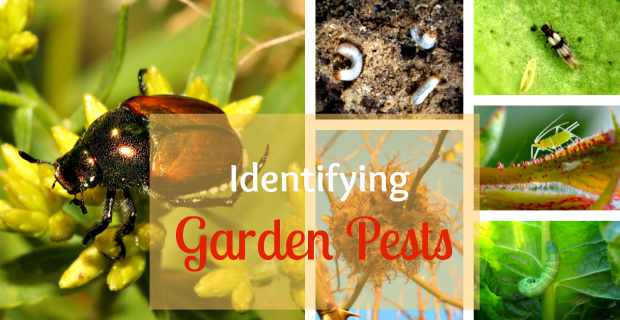 Identifying Garden Pests