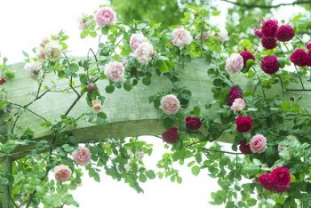 Climbing Roses