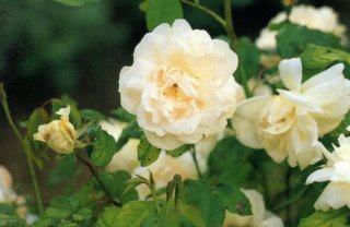 Madame Alfred Carriere