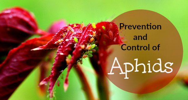 Aphid control