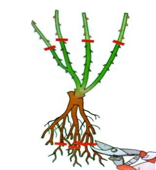 Bare root plant pruning