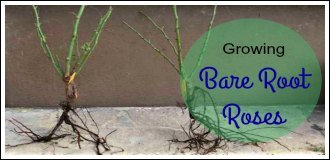 Growing bare root roses