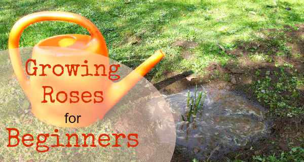 Growing roses for beginners