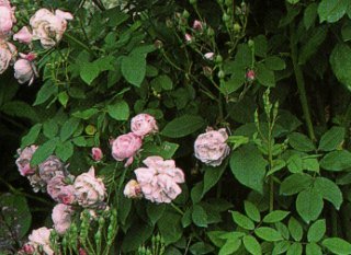 Blush Noisette