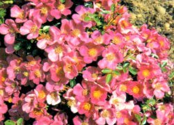 Carpet Rose Herfordshire