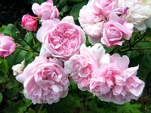centifolia rose