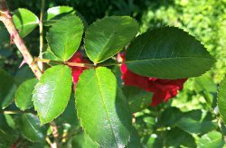 Climber with 5 leaflets