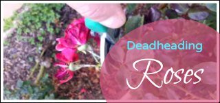 deadheading roses