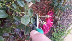 deadheading roses